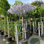 Wisteria sinensis hoogstam container