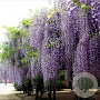 Wisteria sinensis hoogstam container 190STAM dakvorm