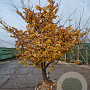 Parrotia persica 250-300 cm draadkluit meerstammig 175-200 diameter