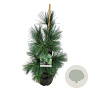 Pinus flex. 'Vanderwolf's Pyramid' 80-100 cm 15L