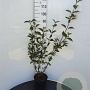 Cornus alba 'Kesselringii' 100-125 cm 5,0L