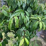 Cornus alba Miracle 90 cm stam 10L 3jr.kroon