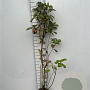 Cornus alba 'Sibirica' 100-125 cm 5,0L