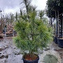 Pinus wallichiana 125-150 cm container meerstammig