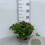 Cornus canadensis 10-15 cm C1.5