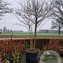 Cornus controversa 350-400 cm container solitair 2-3 tak