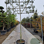 Quercus ilex 10-12 cm container LEIVORM 200 cm stam