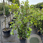 Quercus ilex 100-125 cm 10L