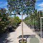 Quercus ilex 180 cm stam container 16-18 lei 180x120