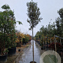 Quercus ilex 200 cm stam container 18-20