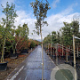Quercus ilex 8-10 HO container lei 120x100