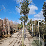 Quercus ilex 12-14 HO 35L