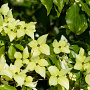 Cornus k. 'Schmetterling' 80-100 cm 18L najaarspotting