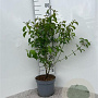 Cornus sanguinea 60-80 cm 5,0L