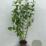 Cornus sericea 'Flaviramea' 100-125 cm 5,0L