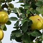 Cydonia o. Meisterkwee Dwarf Orange 250-300 cm draadkluit struik