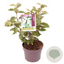 Elaeagnus ebbingei 30-40 cm 3,0L