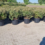 Elaeagnus ebbingei 70-80 cm 45L bol najaarspotting