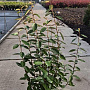 Elaeagnus ebbingei 100-125 cm 10L