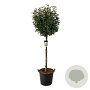 Elaeagnus ebb. 'Compacta' 160 cm container lage leivorm lei 110x160