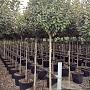 Elaeagnus ebb. 'Compacta' 8-10 HA