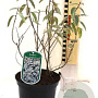 Elaeagnus 'Quicksilver' 250-300 cm draadkluit struik