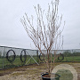 Cornus k. 'Milky Way' 175-200 cm container meerstammig paraplu