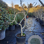 Ficus carica 100-125 cm container