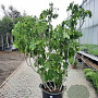 Ficus carica 150-175 cm container meerstammig