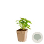Fragaria vesca GM  P11
