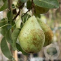 Pyrus c. 'Jut' 20-25 HA cont. 85L