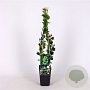 Ribes u.-c. Hinnonmäki Grön 70 cm 2,0L