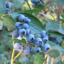 Vaccinium c. 'Bluecrop' 175-200 cm cont. 70L solitair