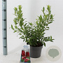 Vaccinium 'Pink Lemonade' 30-40 cm 3,0L