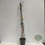 Vitis 'Boskoop Glory' 80-100 cm 2,5L