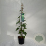 Vitis 'Vroege van der Laan' 125 cm 5,0L