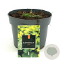 Alchemilla mollis GM 2,0L