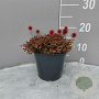 Acaena microphylla 'Kupferteppich' GM 2,0L