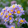 Aster tataricus GM P9