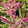 Astilbe Younique Lilac GM P9