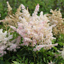 Astilbe Younique Silverypink GM P9