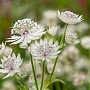 Astrantia maj. 'April Love' GM P9
