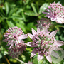 Astrantia maj. 'Florence' GM P9