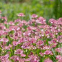 Astrantia maj. 'Milano' GM P9