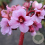 Bergenia 'Memelinks Pride' GM P9