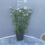 Achillea m. New Vintage White GM 2,0L
