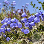 Campanula cochl. 'Jingle Blue' GM P9