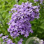 Campanula lact. Border Blues GM P9