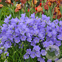Campanula pers. 'Takion Blue' GM P9