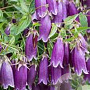 Campanula punc. 'Rubra' GM P9